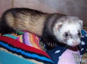 带你吃瓜雪貂,带你领略雪貂界的“吃瓜达人”