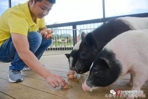 鲁冰花小猪吃瓜