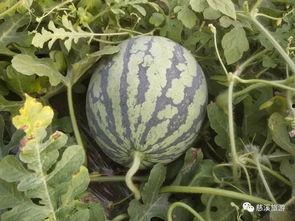 汾阳医院吃瓜免费,夏日清凉，健康共享！”
