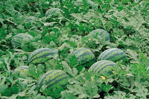 随康乐吃瓜,揭秘娱乐圈那些不为人知的幕后故事