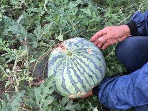 藤瓜可以直接吃吗怎么吃