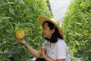 青州茉莉吃瓜,揭秘瓜果飘香背后的故事