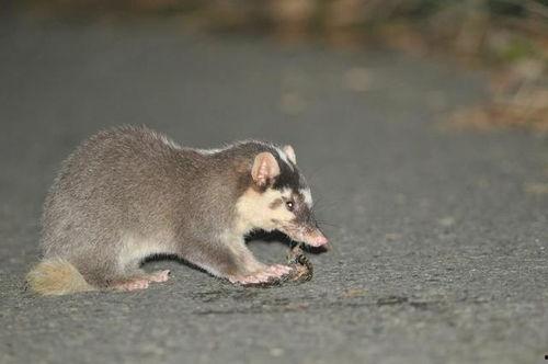 猹吃瓜后续,真相大白，网络舆论的力量与反思