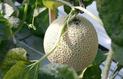 圆兰瓜怎么吃,探索美味新境界