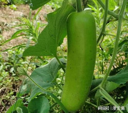 瓠子瓜老了咋吃,瓠子瓜变老后的美味新食法
