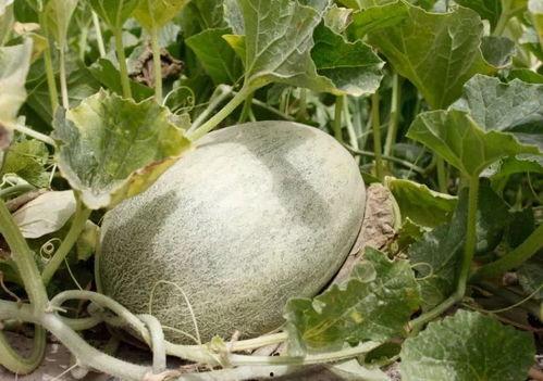 吃瓜改变,见证时代变迁的民间视角