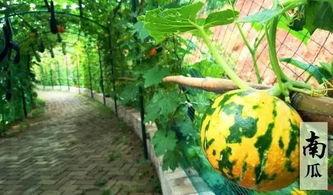 娃娃吃瓜的诗,夏日清凉诗意盎然