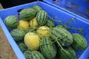 吃最新瓜的群,吃瓜群里的热门话题大盘点