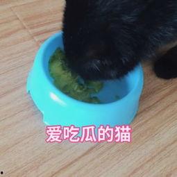 猫咪吃瓜视频模板,揭秘猫咪的“瓜界”狂欢