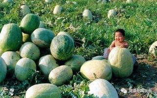 山东姐妹吃瓜,一场夏日里的欢乐食瓜盛宴