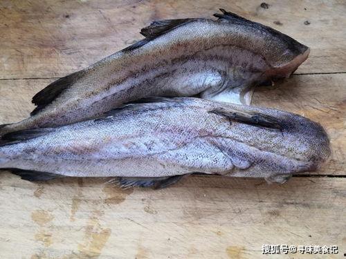 红尾黑鲨吃瓜,红尾黑鲨的神秘食瓜之谜