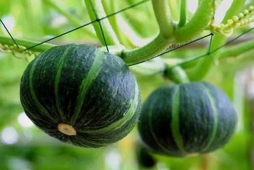 最近吃瓜的人图片,揭秘“吃瓜群众”背后的真实故事