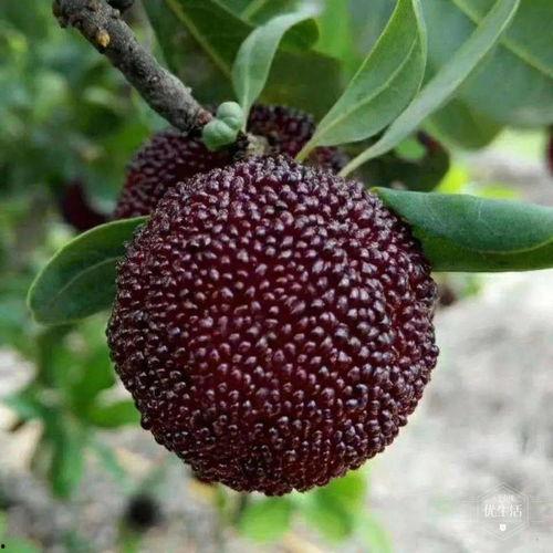 茉莉大结局吃瓜,揭秘剧情高潮与情感归宿