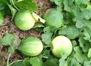 高山瓜萎怎么吃,高山瓜萎的多样食用方法探索