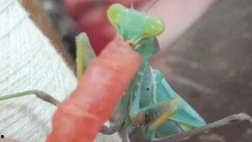 螳螂吃不吃瓜,揭秘昆虫界的“吃瓜”现象