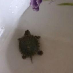 小乌龟吃瓜头像,趣味横生的夏日时光